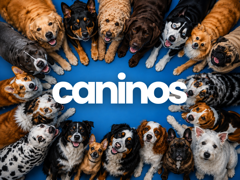 Productos veterinarios para perros